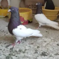 باسلام خدمت دوستان عشق باز کله سرخ وزرد|پرنده|آشخانه, |دیوار