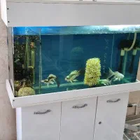 اکواریم