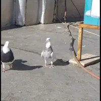 طوق سیاه نر بی کاکل یک هفته پیش ازم رفته