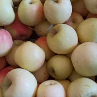 سیب پادنا قرمز و زردآبداروشیرین