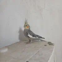 عروس پاریس|پرنده|اهواز, زیتون کارگری|دیوار