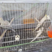 عروس هلندی|پرنده|بیرجند, |دیوار