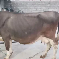 یک عدد گاو سیمینتال گوشتی