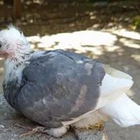 لیلک سبز خط زرد کاکلی|پرنده|شیراز, محمدیه|دیوار