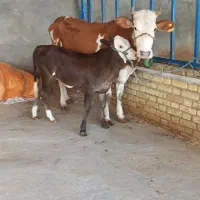 گاوالمانی و گوسالش هم المانی اصل جنس
