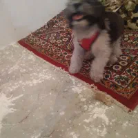 سگ نژادشیتزوتریر معاوضه باگوشی