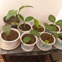 دیفن باخیا بزرگ و پاجوش|گل و گیاه طبیعی|گلبهار, شهر جدید گلبهار|دیوار