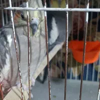 عروس هلندی جفت|پرنده|مشهد, شهید قربانی|دیوار