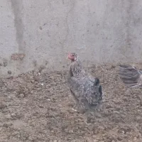 خروس دورگه و مرغ محلی|حیوانات مزرعه|رامند, |دیوار