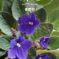 پژو پارس اتوماتیک TU۵، مدل ۱۳۹۸