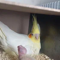 جفت عروس هلندی با جوجه