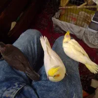 جوجه عروس از۱۰روزه تا۲ماه