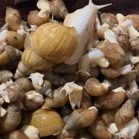 ۱۰۰ حلزون آچاتینا کلاژن ساز