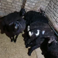 ۱۰ عدد بره نر و ماده