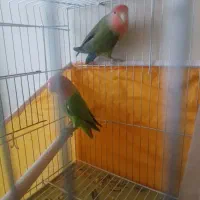 کوتوله اوبال صورت هلویی|پرنده|شاهین‌شهر, حافظ جنوبی|دیوار