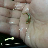 گوپی نر|ماهی|اصفهان, شاهد|دیوار