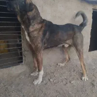 واگذاری سگ پژدر