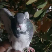 کفتر|پرنده|شیراز, کوشک میدان|دیوار