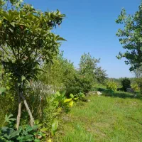 زمین باغی۹۷۴متر چسب مسکونی فرصت عالی دیزبن معاوضه