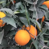 پرتقال و نارنگی.  قیمت داخل قسمت توضیحات