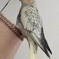 عروس هلندی ماده بالغ|پرنده|تهران, هاشمی|دیوار