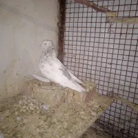 کبوتر آلمانی هفترنگ وساده کاکلی