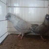 چند جفت کبوتر|پرنده|شهرآباد, |دیوار