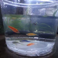 تعدادی ماهی آکواریوم|ماهی|قائم‌شهر, |دیوار