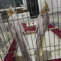 عروس هلندی|پرنده|کرمانشاه, |دیوار
