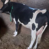 گاو