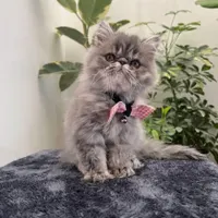 گربه