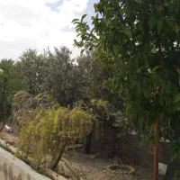 فروش باغ ۲۰۰۰ متر خالد آباد / معاوضه با خودرو|فروش خانه و ویلا|شیراز, کوی زهرا|دیوار