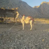 فروش الاغ نر ۲ سال