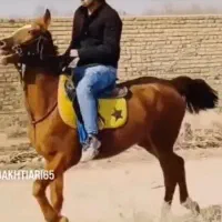 مادیان کرد و پرخون