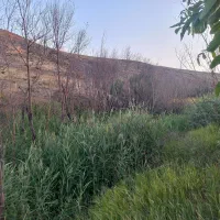 علوفه باغی درهم یونجه ام داره داخلش