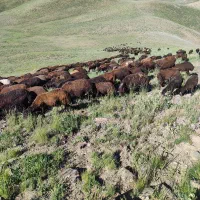 نیازمند چوپان