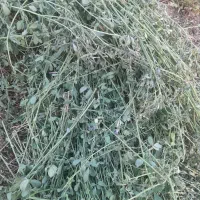 یونجه بدون علف ۳۰۰ تا پرس آماده