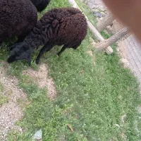 شیشک قره قزل