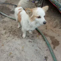 سگ باهوش و زرنگ|سگ|شیراز, بید زرد|دیوار