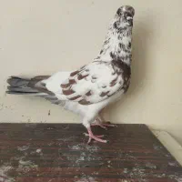 تعداد 7 عدد کفتر غریب گیری