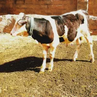 گوساله نر