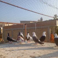 9 عدد کربلایی و خال افشون