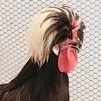 خروس جوان  سلطان. لهستانی|حیوانات مزرعه|اهواز, گلستان|دیوار