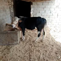 گوساله