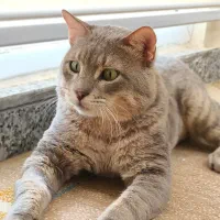 واگذاری اسکاتیش انفولد|گربه|بوشهر, |دیوار