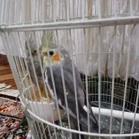 جفت عروسی هلندی