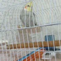 عروس هلندی سخنگو حرف زن کینگ سایز|پرنده|شیراز, سرو|دیوار