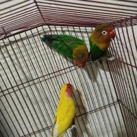 طوطی برزیلی،مرغ عشق اسپانگل،مرغ عشق با جوجه|پرنده|شیراز, ده پیاله|دیوار