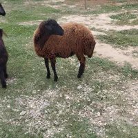 توقلی ماده|حیوانات مزرعه|سیمین شهر, |دیوار