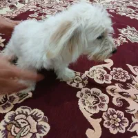 سگ پاکوتاه خانگی|سگ|لیلان, |دیوار